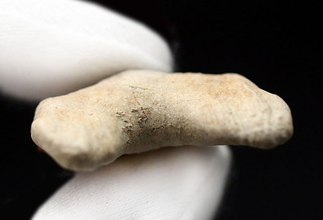 あのメガロドンの祖先！古代鮫の歯化石コレクションを完成させる