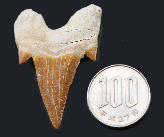 あのメガロドンの祖先!古代鮫の歯化石コレクションを完成させる上で不可欠なピース、オトドゥス・オブリークス(Otodus obliquus)の歯化石(その8)