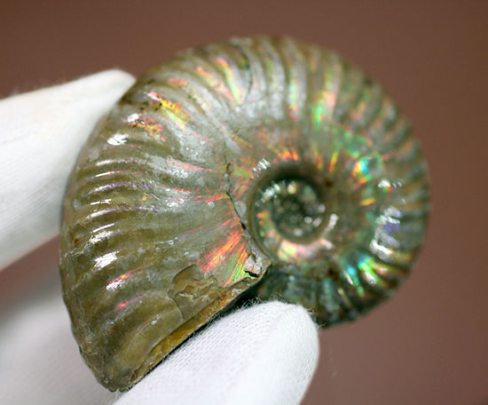 肋模様に沿って虹色に輝きます。白亜紀の光るアンモナイト(Ammonite)(その1)
