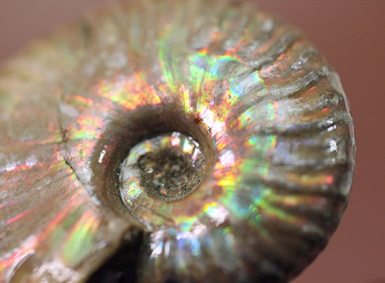肋模様に沿って虹色に輝きます。白亜紀の光るアンモナイト(Ammonite)（その2）