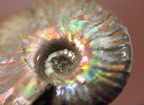 肋模様に沿って虹色に輝きます。白亜紀の光るアンモナイト(Ammonite)(その2)