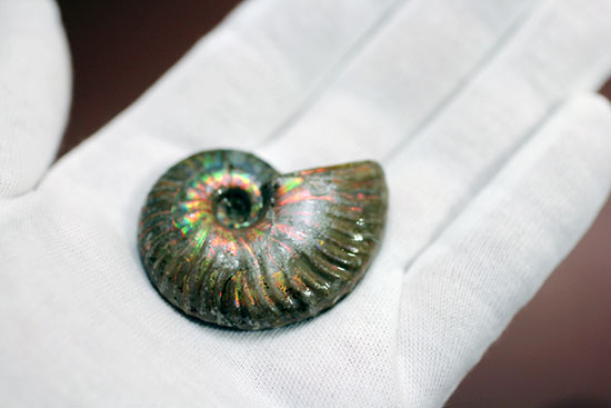 肋模様に沿って虹色に輝きます。白亜紀の光るアンモナイト(Ammonite)（その3）