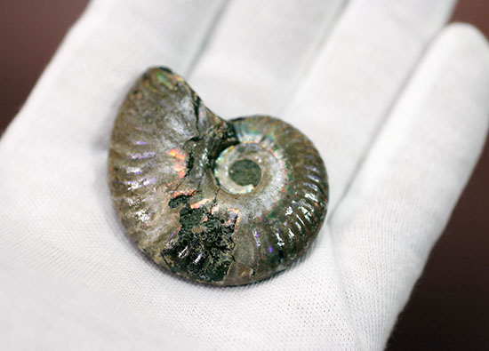 肋模様に沿って虹色に輝きます。白亜紀の光るアンモナイト(Ammonite)(その5)