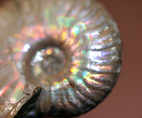 肋模様に沿って虹色に輝きます。白亜紀の光るアンモナイト(Ammonite)（その6）