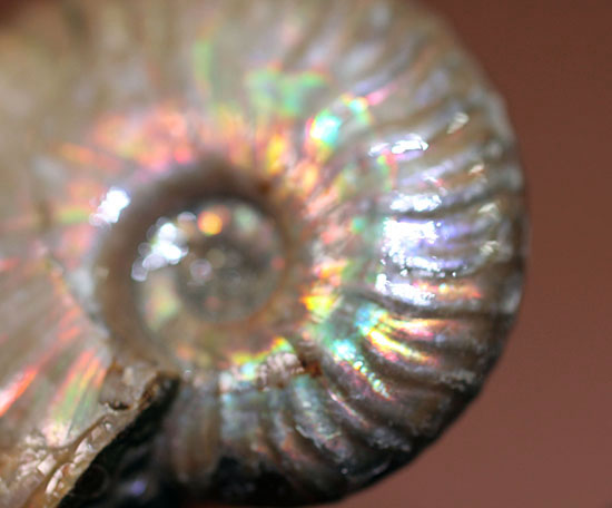 肋模様に沿って虹色に輝きます。白亜紀の光るアンモナイト(Ammonite)(その6)