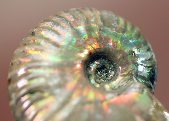 肋模様に沿って虹色に輝きます。白亜紀の光るアンモナイト(Ammonite)（その7）