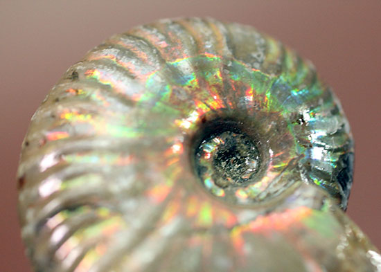 肋模様に沿って虹色に輝きます。白亜紀の光るアンモナイト(Ammonite)(その7)
