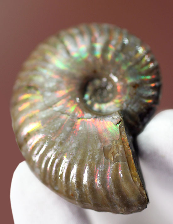 肋模様に沿って虹色に輝きます。白亜紀の光るアンモナイト(Ammonite)(その8)