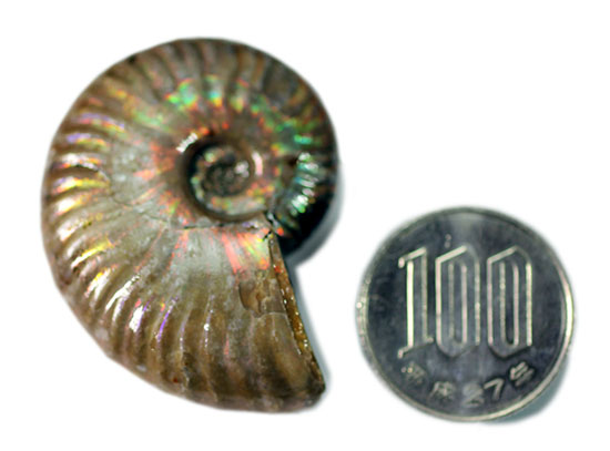 肋模様に沿って虹色に輝きます。白亜紀の光るアンモナイト(Ammonite)(その9)