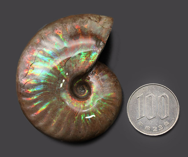 トップクオリティの品でしか味わえない素晴らしい虹色！マダガスカル産