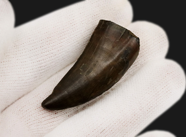 非の打ち所がない！これぞ「化石セブンクオリティ」近年まれに見る極上