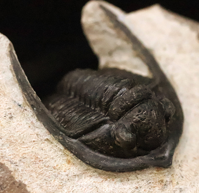 ダイナミックなポーズが魅力！長い頬棘と前部突起が美しい三葉虫、コルヌプロエタス（Cornuproetus）（その1）