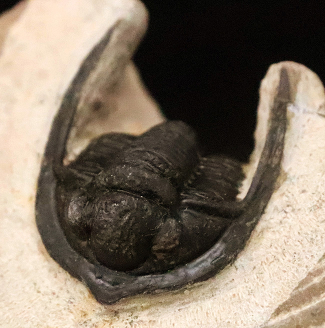 ダイナミックなポーズが魅力！長い頬棘と前部突起が美しい三葉虫、コルヌプロエタス（Cornuproetus）（その2）