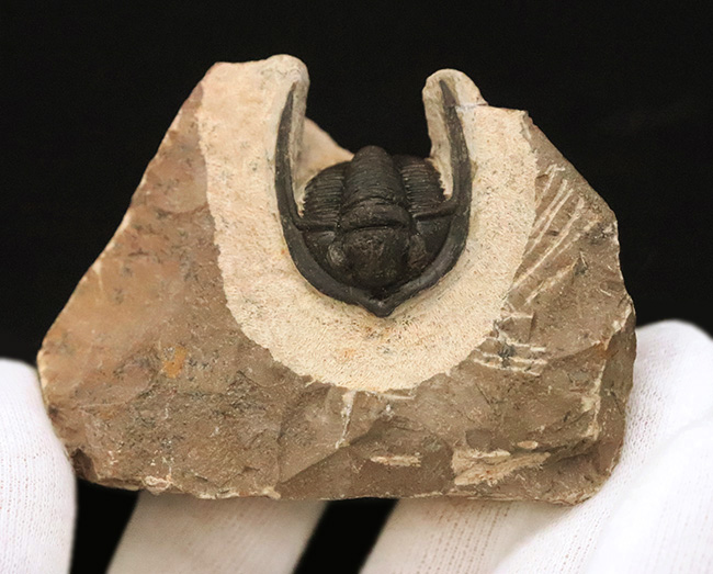 ダイナミックなポーズが魅力！長い頬棘と前部突起が美しい三葉虫、コルヌプロエタス（Cornuproetus）（その3）