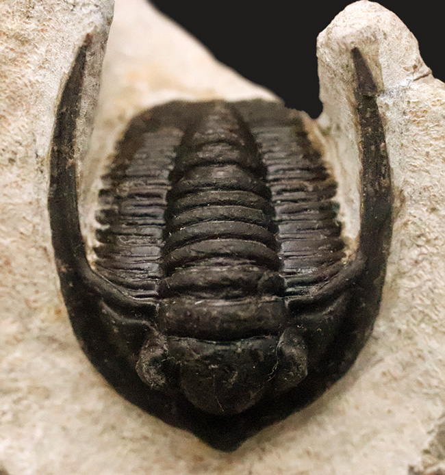 ダイナミックなポーズが魅力！長い頬棘と前部突起が美しい三葉虫、コルヌプロエタス（Cornuproetus）（その4）