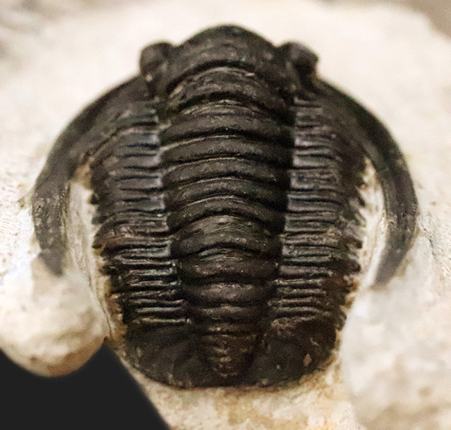 ダイナミックなポーズが魅力！長い頬棘と前部突起が美しい三葉虫、コルヌプロエタス（Cornuproetus）（その5）