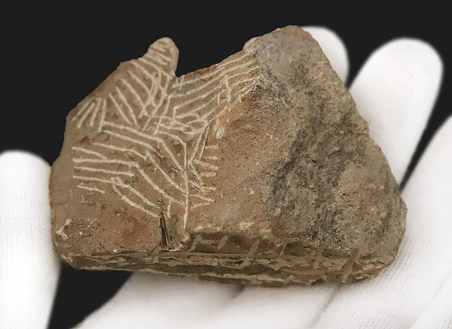 ダイナミックなポーズが魅力！長い頬棘と前部突起が美しい三葉虫、コルヌプロエタス（Cornuproetus）（その7）