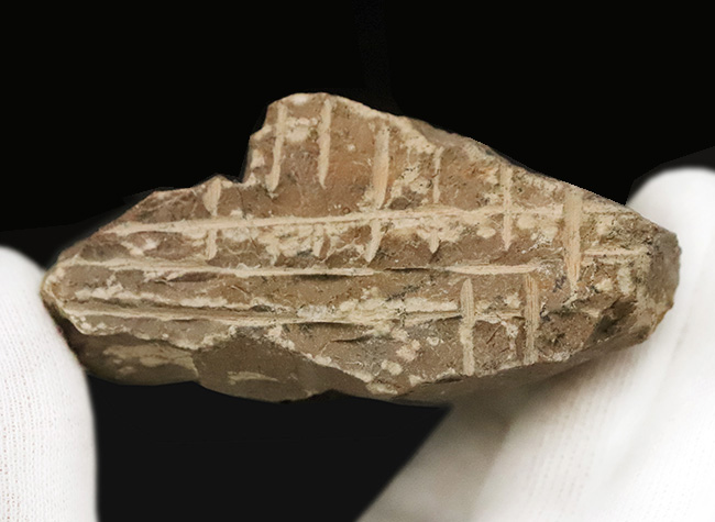 ダイナミックなポーズが魅力！長い頬棘と前部突起が美しい三葉虫、コルヌプロエタス（Cornuproetus）（その8）