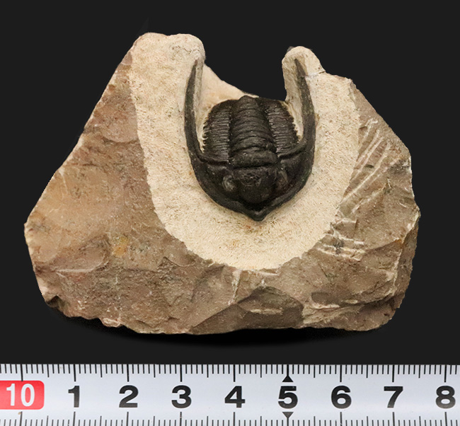 ダイナミックなポーズが魅力！長い頬棘と前部突起が美しい三葉虫、コルヌプロエタス（Cornuproetus）（その9）