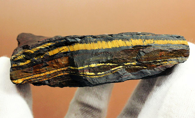 ベリーベリーレア！極めて古い３５億年前の黄金に光るストロマトライト（Stromatolite）（その6）