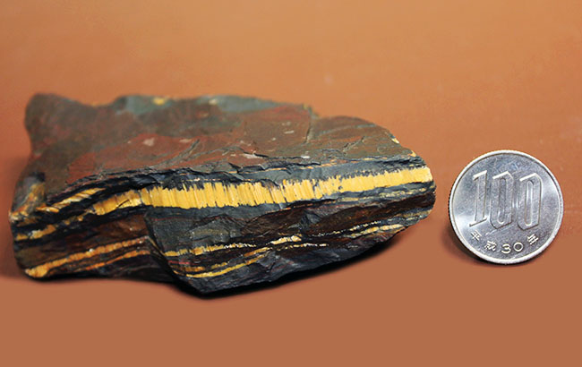 ベリーベリーレア！極めて古い３５億年前の黄金に光るストロマトライト（Stromatolite）（その7）
