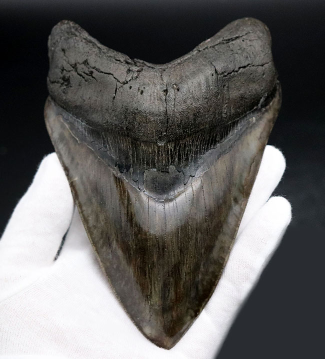 最強のコレクション！厚み、大きさ、状態、色、すべて極めて上質！メガロドン（Carcharocles megalodon）の巨大な歯化石（その1）