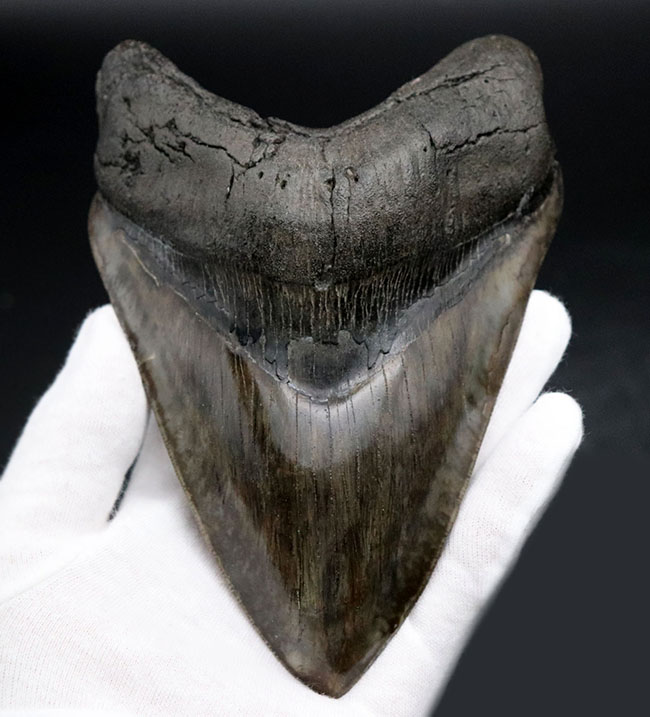 最強のコレクション!厚み、大きさ、状態、色、すべて極めて上質!メガロドン(Carcharocles megalodon)の巨大な歯化石(その1)