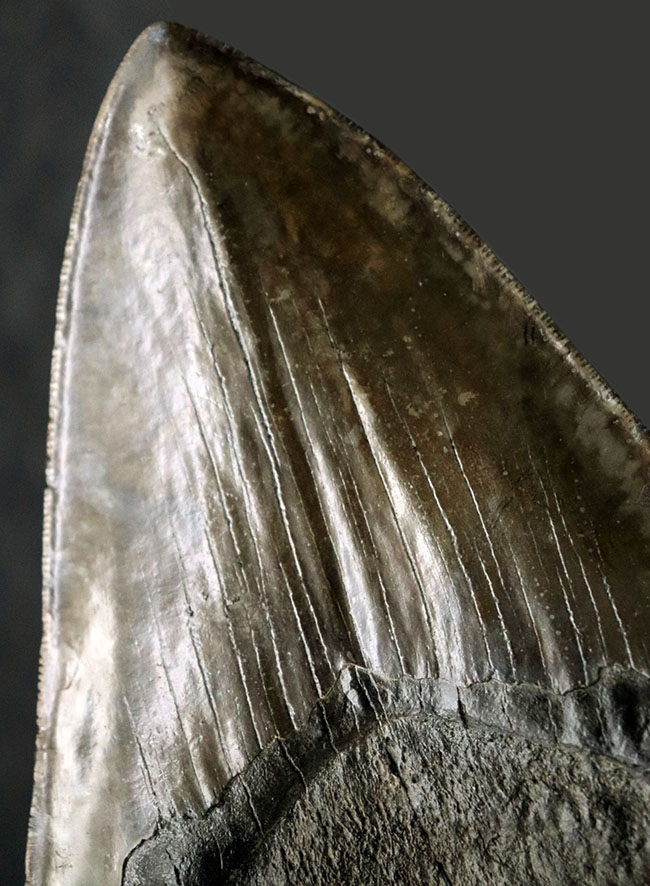 最強のコレクション!厚み、大きさ、状態、色、すべて極めて上質!メガロドン(Carcharocles megalodon)の巨大な歯化石(その10)