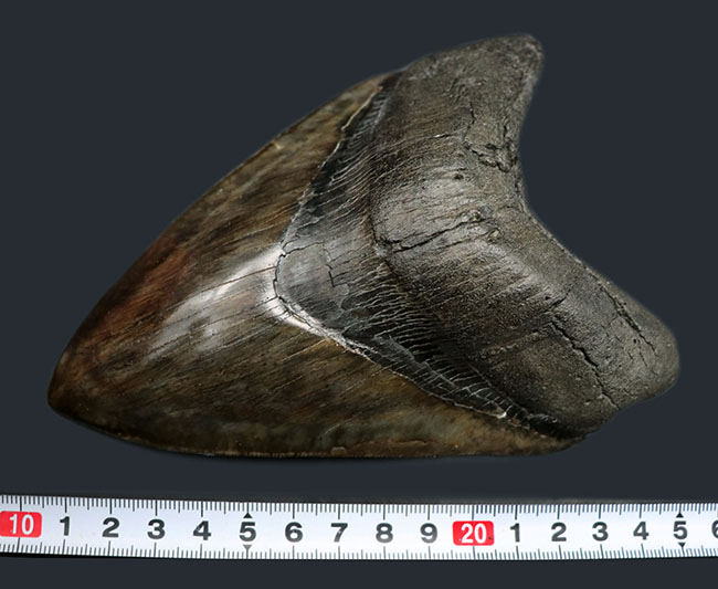 最強のコレクション!厚み、大きさ、状態、色、すべて極めて上質!メガロドン(Carcharocles megalodon)の巨大な歯化石(その11)