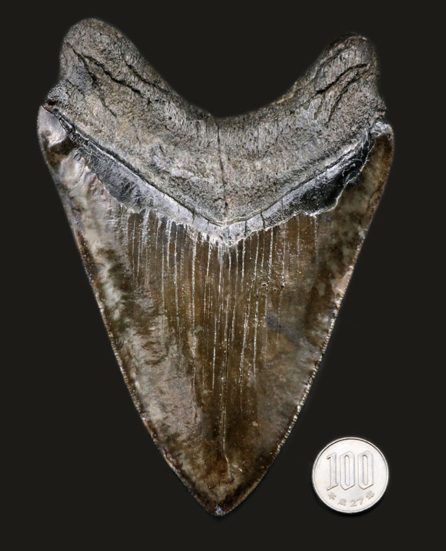 最強のコレクション！厚み、大きさ、状態、色、すべて極めて上質！メガロドン（Carcharocles megalodon）の巨大な歯化石（その12）