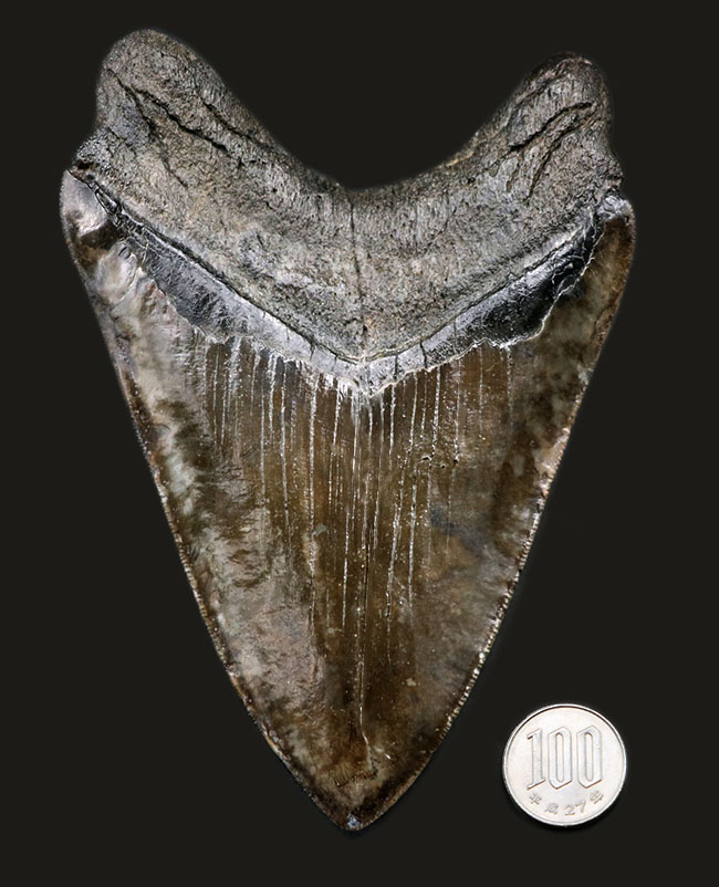 最強のコレクション!厚み、大きさ、状態、色、すべて極めて上質!メガロドン(Carcharocles megalodon)の巨大な歯化石(その12)