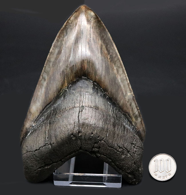 最強のコレクション！厚み、大きさ、状態、色、すべて極めて上質！メガロドン（Carcharocles megalodon）の巨大な歯化石（その13）