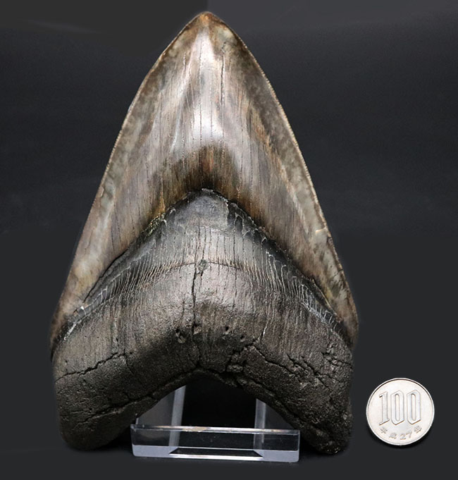 最強のコレクション!厚み、大きさ、状態、色、すべて極めて上質!メガロドン(Carcharocles megalodon)の巨大な歯化石(その13)