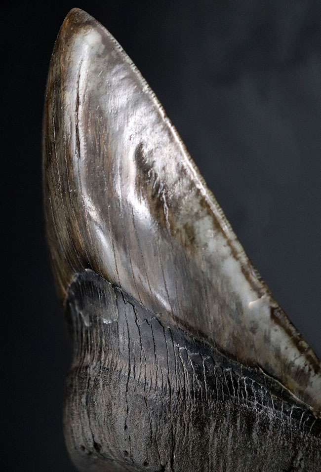 最強のコレクション!厚み、大きさ、状態、色、すべて極めて上質!メガロドン(Carcharocles megalodon)の巨大な歯化石(その2)