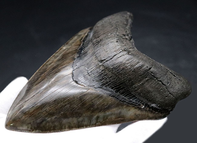 最強のコレクション!厚み、大きさ、状態、色、すべて極めて上質!メガロドン(Carcharocles megalodon)の巨大な歯化石(その3)