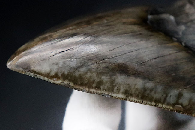 最強のコレクション!厚み、大きさ、状態、色、すべて極めて上質!メガロドン(Carcharocles megalodon)の巨大な歯化石(その4)