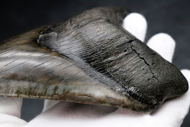 最強のコレクション!厚み、大きさ、状態、色、すべて極めて上質!メガロドン(Carcharocles megalodon)の巨大な歯化石(その5)