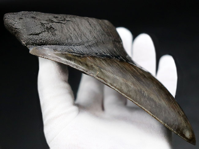 最強のコレクション!厚み、大きさ、状態、色、すべて極めて上質!メガロドン(Carcharocles megalodon)の巨大な歯化石(その6)