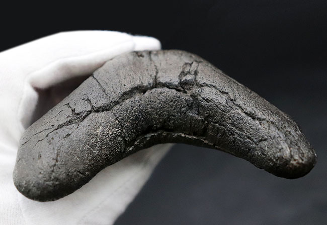 最強のコレクション!厚み、大きさ、状態、色、すべて極めて上質!メガロドン(Carcharocles megalodon)の巨大な歯化石(その7)