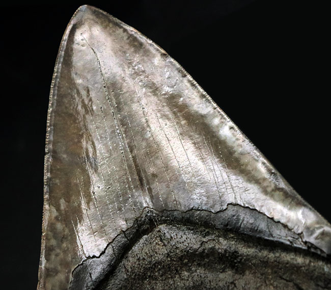 最強のコレクション！厚み、大きさ、状態、色、すべて極めて上質！メガロドン（Carcharocles megalodon）の巨大な歯化石（その8）