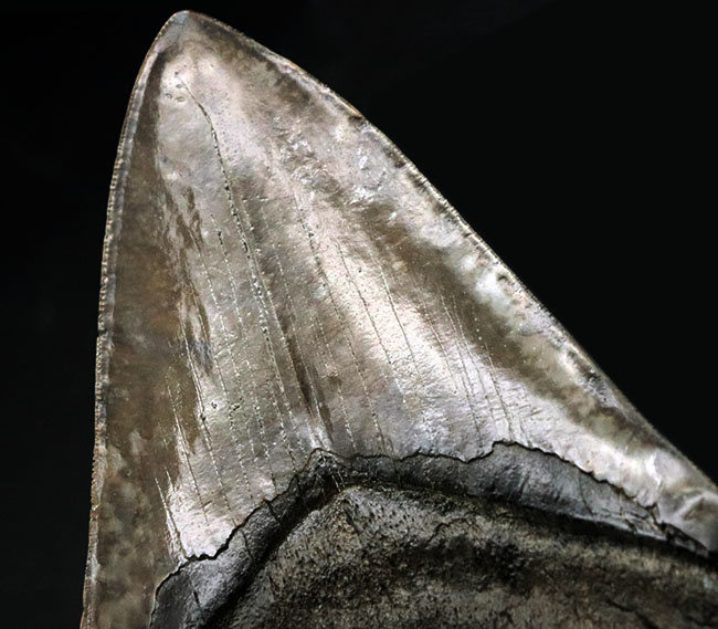 最強のコレクション!厚み、大きさ、状態、色、すべて極めて上質!メガロドン(Carcharocles megalodon)の巨大な歯化石(その8)