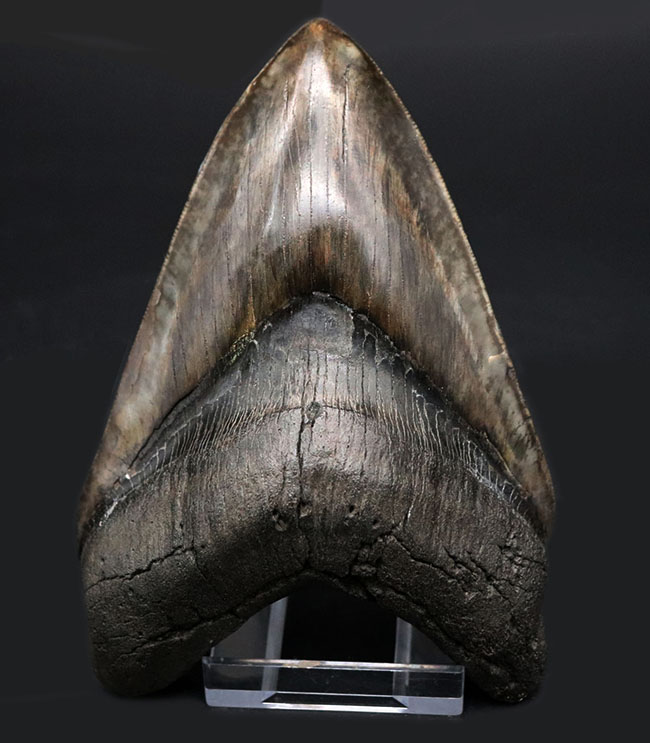 最強のコレクション！厚み、大きさ、状態、色、すべて極めて上質！メガロドン（Carcharocles megalodon）の巨大な歯化石（その9）