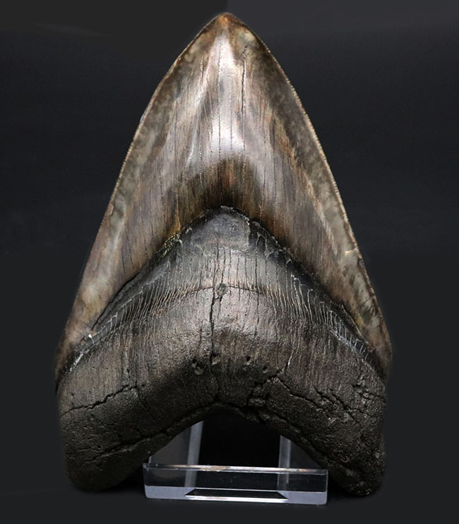 最強のコレクション!厚み、大きさ、状態、色、すべて極めて上質!メガロドン(Carcharocles megalodon)の巨大な歯化石(その9)