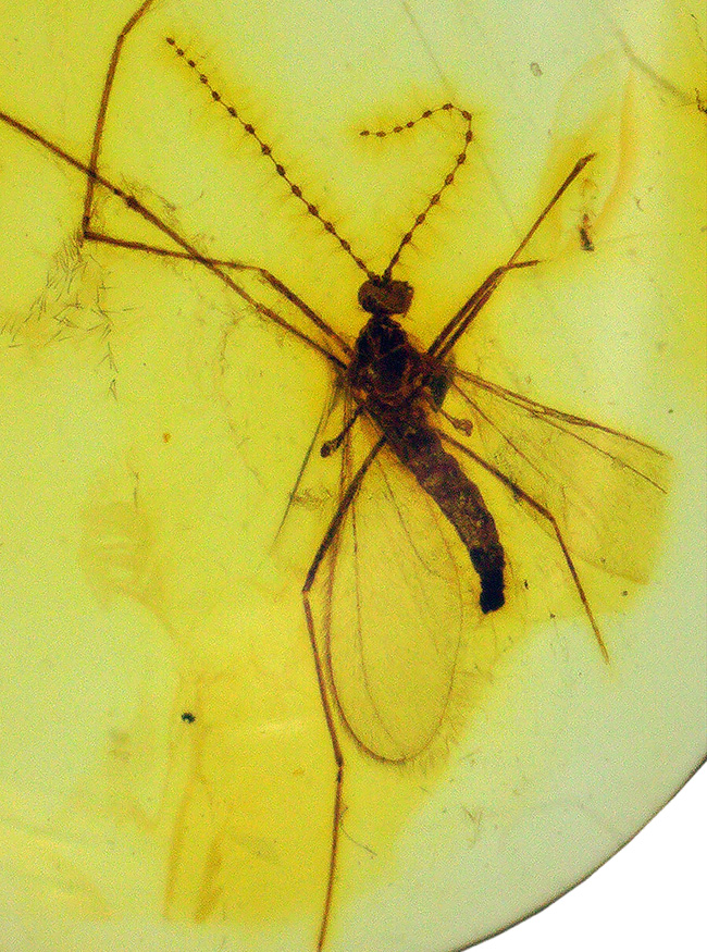 透明度の高い美しい個体、タマバエ科の虫を内包したバルト海産琥珀（Amber）（その1）