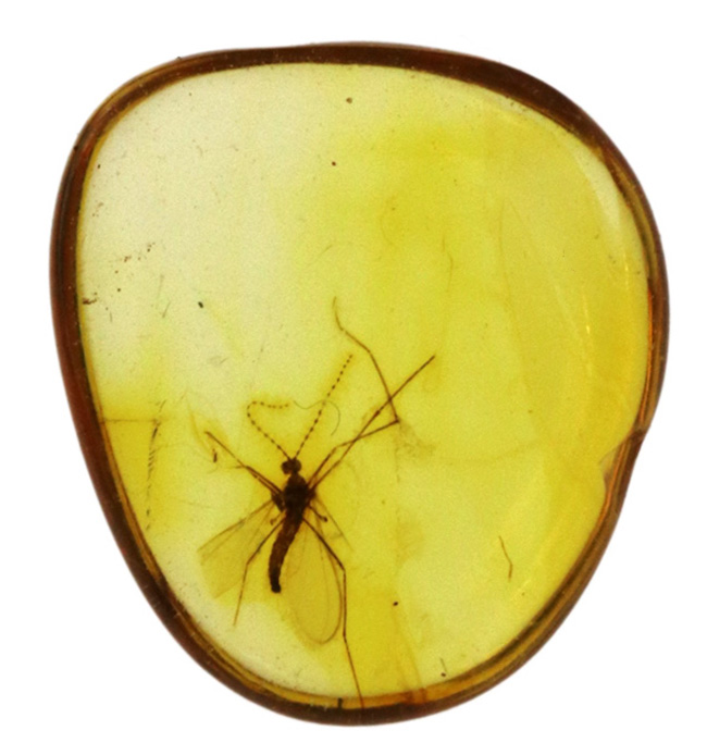 透明度の高い美しい個体、タマバエ科の虫を内包したバルト海産琥珀(Amber)(その2)