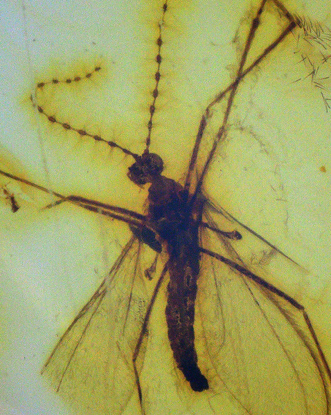 透明度の高い美しい個体、タマバエ科の虫を内包したバルト海産琥珀(Amber)(その3)