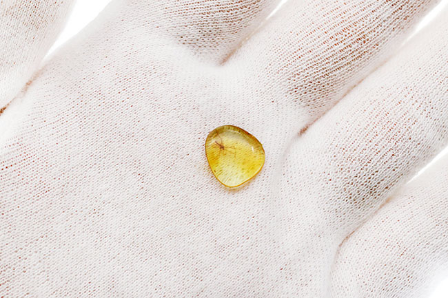 透明度の高い美しい個体、タマバエ科の虫を内包したバルト海産琥珀(Amber)(その4)