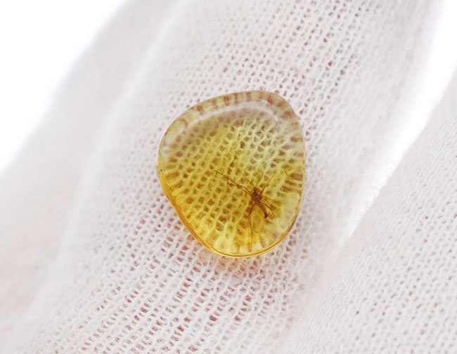 透明度の高い美しい個体、タマバエ科の虫を内包したバルト海産琥珀（Amber）（その5）