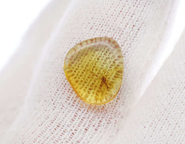 透明度の高い美しい個体、タマバエ科の虫を内包したバルト海産琥珀(Amber)(その5)