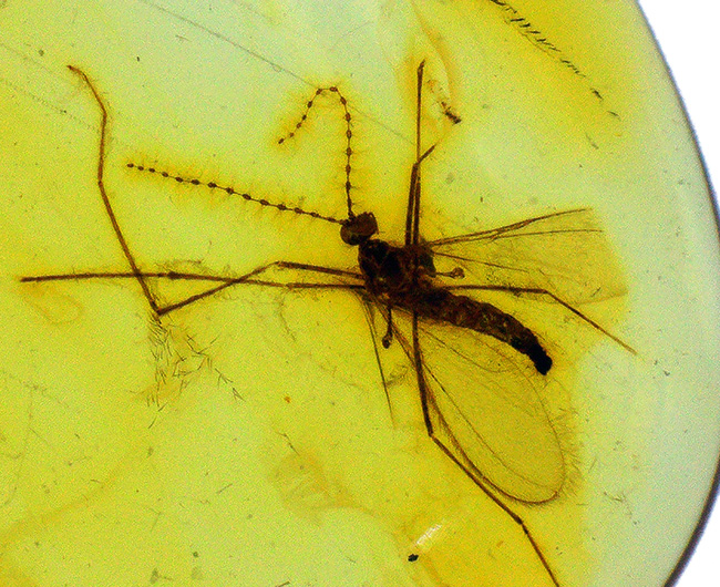 透明度の高い美しい個体、タマバエ科の虫を内包したバルト海産琥珀(Amber)(その6)